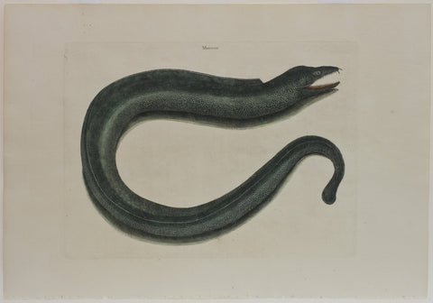 Murcena (Muray) Variant 1