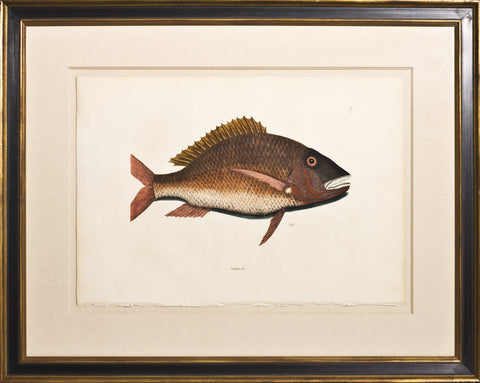 Framed-Mutton Fish
