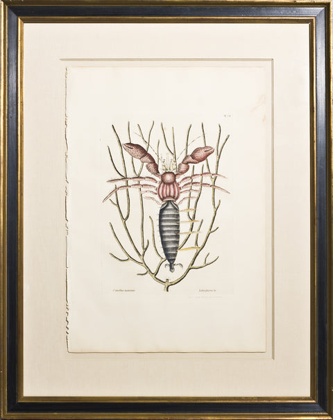 Framed-The Sea Hermit Crab