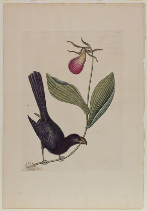Matted-The Razor Billed Blackbird of Jamaica