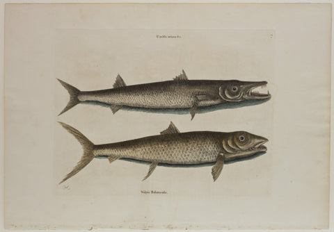 Matted-Valpis Bahamenfis Barracuda