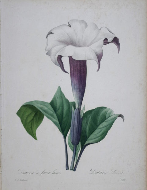 ﻿Pierre Joseph Redoute (1759-1840), Datura a fruit lisse