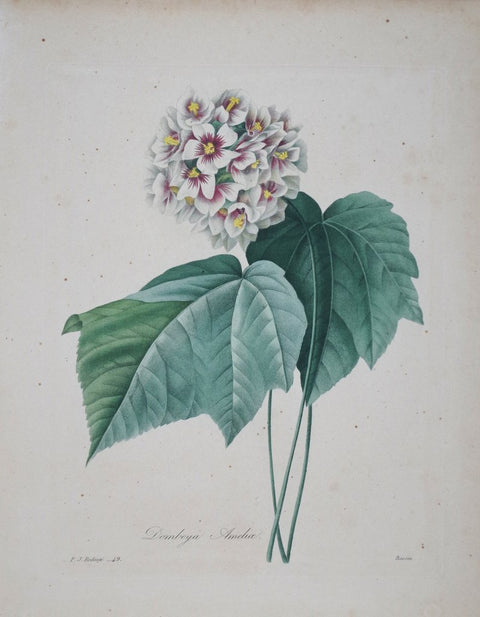 ﻿Pierre Joseph Redoute (1759-1840), Dombeya Amelioe