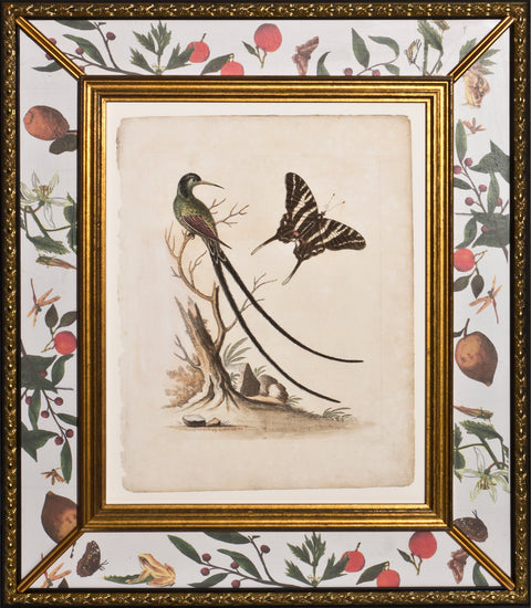 The Long-tailed Hummingbird