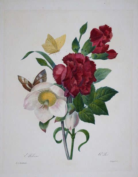 ﻿Pierre Joseph Redoute (1759-1840), Ellebore