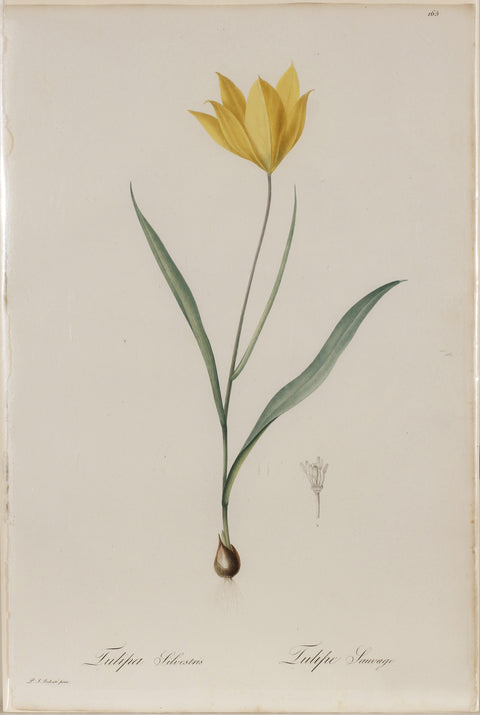 Tulipa Silvestris (2)