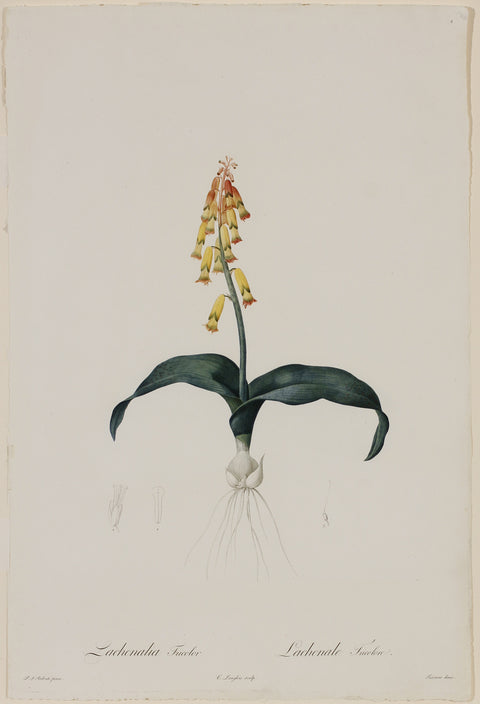 Cape Cowslip