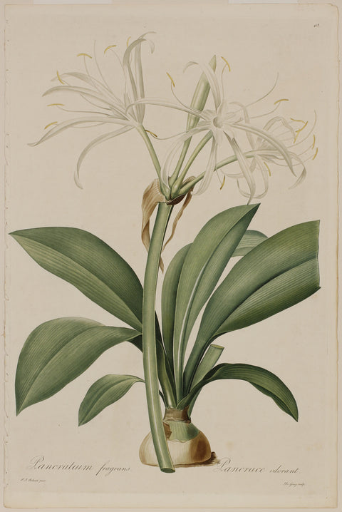 Fragrant New World Pancratius Lily