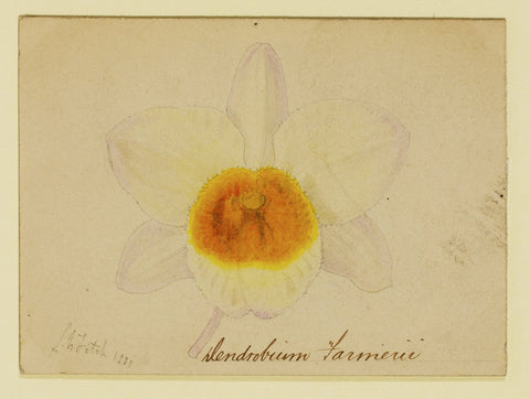 Dendrobium Farmerie