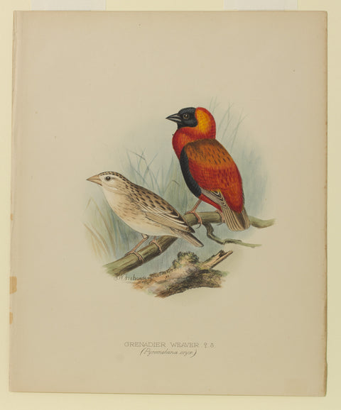 Grenadier Weaver
