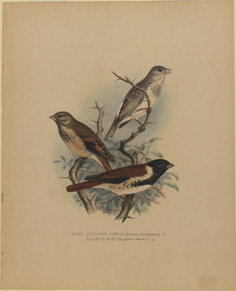 Grey Singing-Finch and Alario Finch