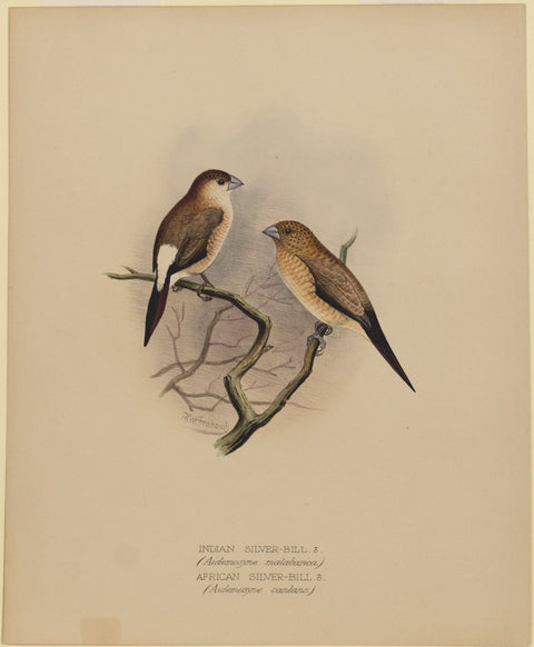 Indian Silver-Bill and African Silver-Bill