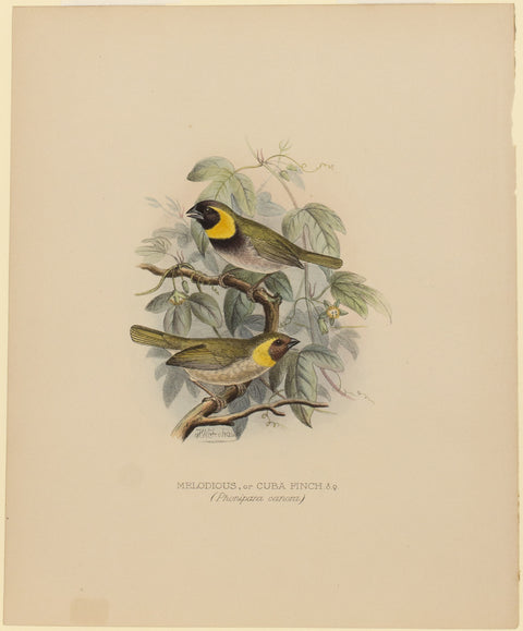 Melodious / Cuba Finch