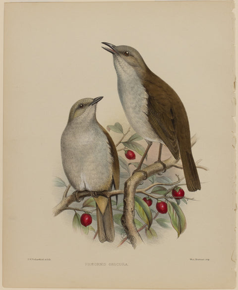 Phæornis Obscura