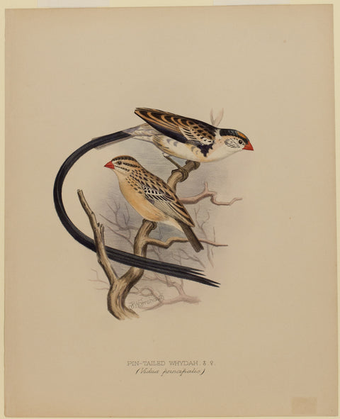 Pin-Tailed-Whydah