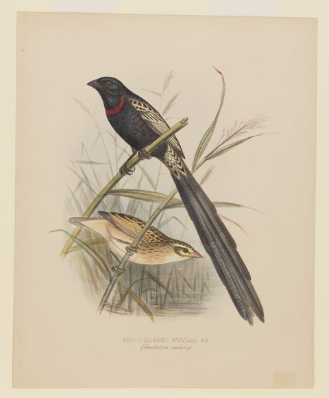 Red Collared Whydah