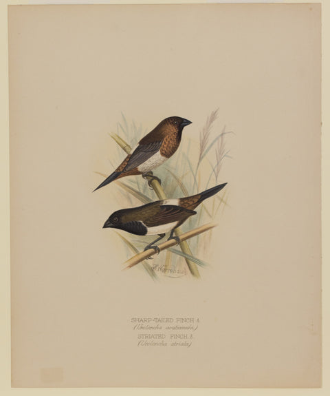Sharp-Tailed Finch & Straited Finch