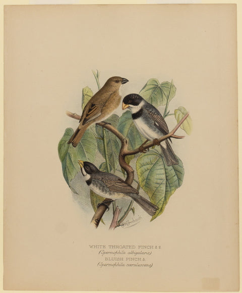 White Throated Finch and Bluish Finch