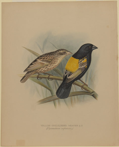 Yellow-Shouldered Weaver