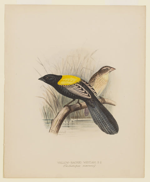 Yellow-Backed Whydah