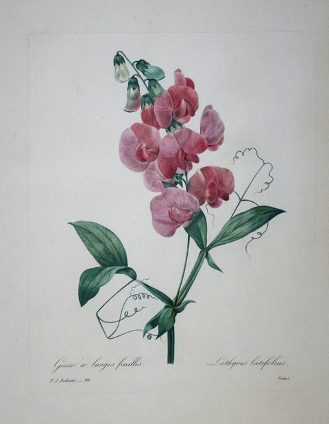 ﻿Pierre Joseph Redoute (1759-1840), Gesse a larges feuilles