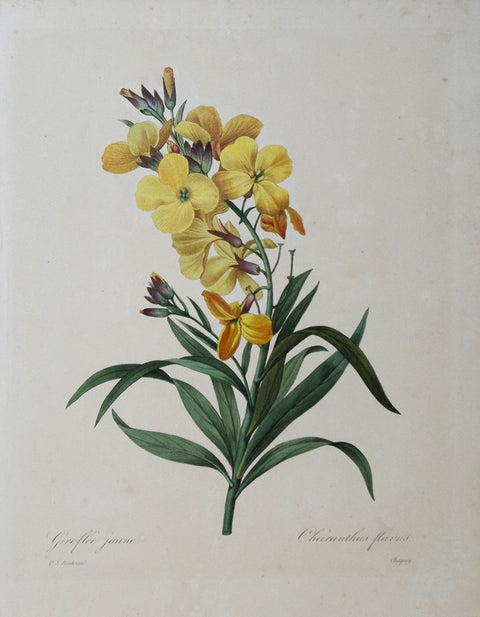 ﻿Pierre Joseph Redoute (1759-1840), Giroflee jaune