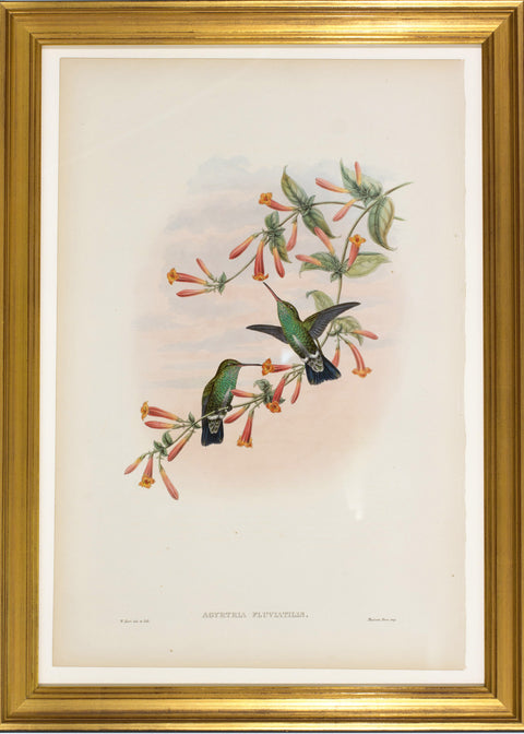 Agyrtria Fluviatilis
