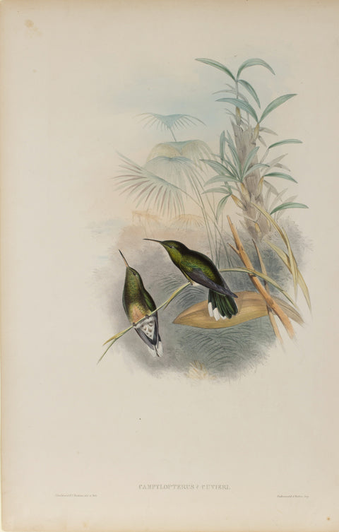 Campylopterus Cuvieri