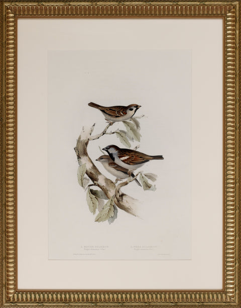House Sparrow/Tree Sparrow