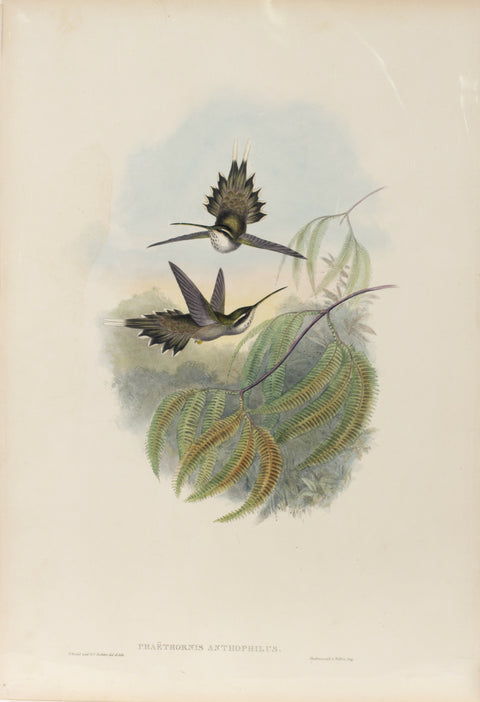 Phaethornis Anthophilus