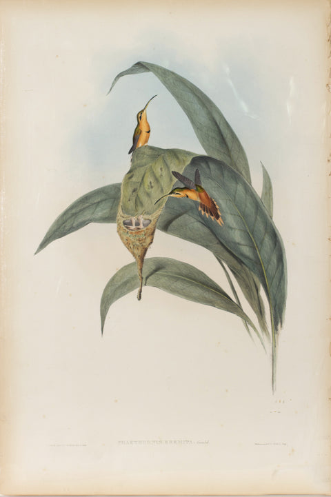Phaethornis Eremita