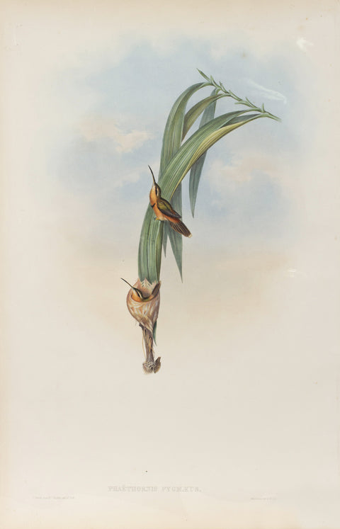 Phaethornis Pygmaeus