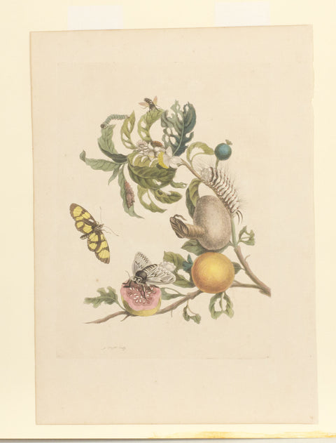 Guava with Spotted Amberwig