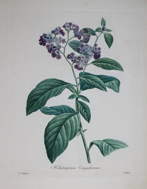 ﻿Pierre Joseph Redoute (1759-1840), Heliotropium Corymbosum