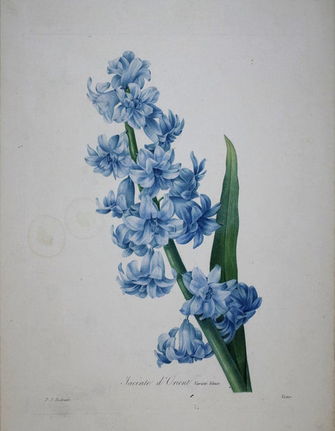 ﻿Pierre Joseph Redoute (1759-1840), Jacinte d'Orient variete bleue
