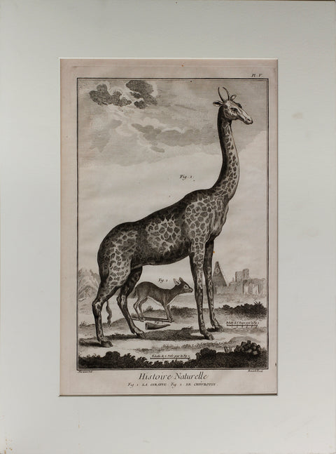 Histoire Naturelle La Giraffe & Le Chevrotin