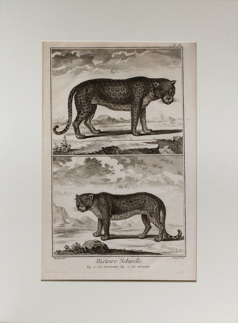 Histoire Naturelle, La Panthere & Le Leopard
