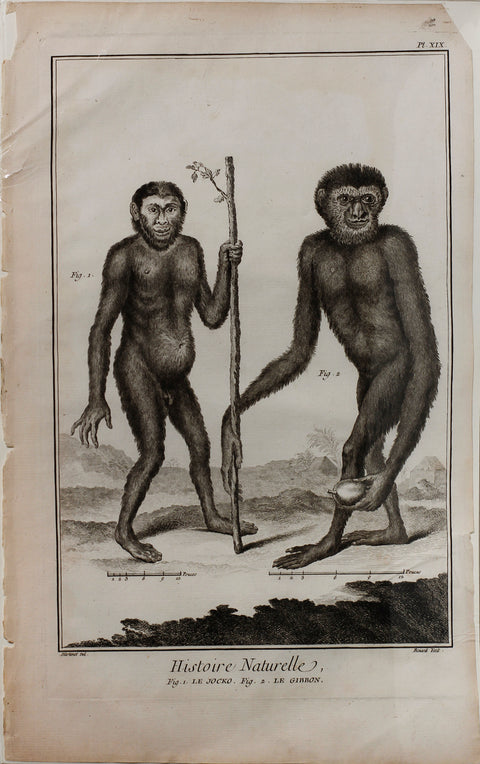 Histoire Naturelle, Le Jocko & Le Gibbon