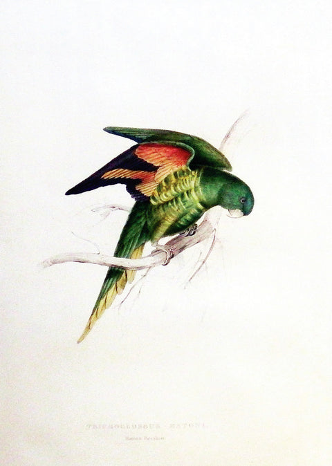 Trichoglossus Versicolor, Varigated Parakeet