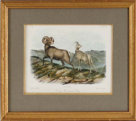 Plate 73- Rocky Mountain Sheep