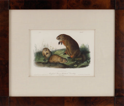 Plate 2- Maryland Marmot. Woodchuck. Groundhog.