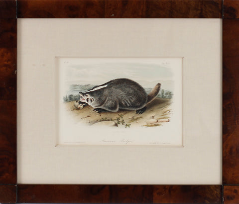 Plate 47- American Badger
