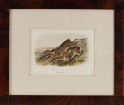 Plate 11- Northern Hare