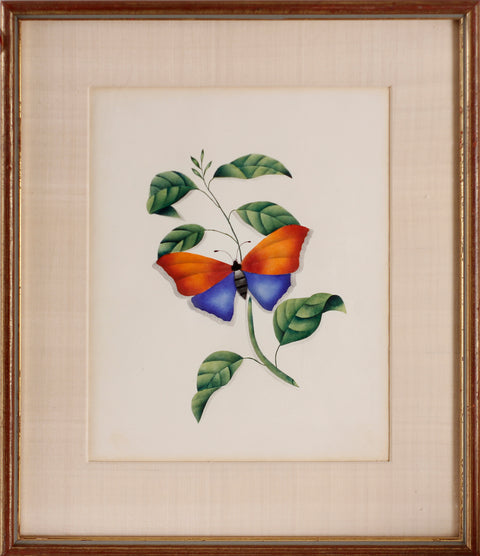 Butterly Watercolor