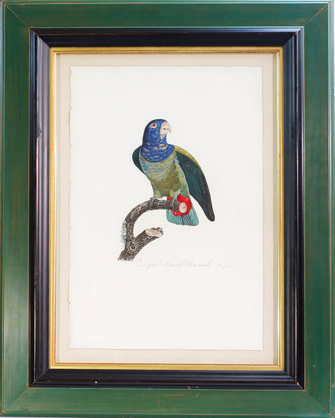 Perroquet a Camail bleu, male