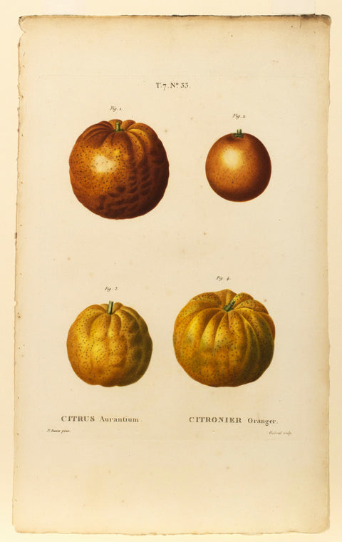 Citrus Aurantium / Citronier Oranger