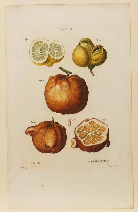 Citrus / Citronier