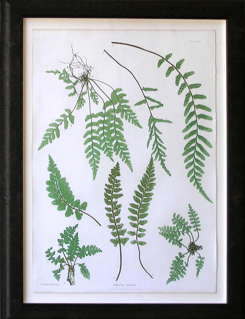 Asplenium Marinum