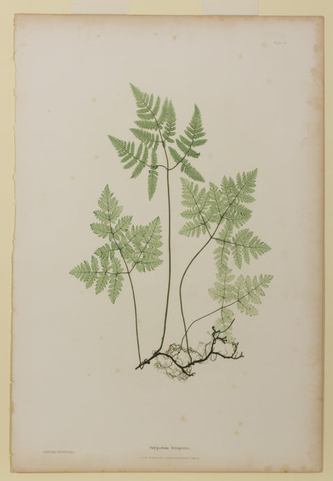 Polypodium Dryopteris