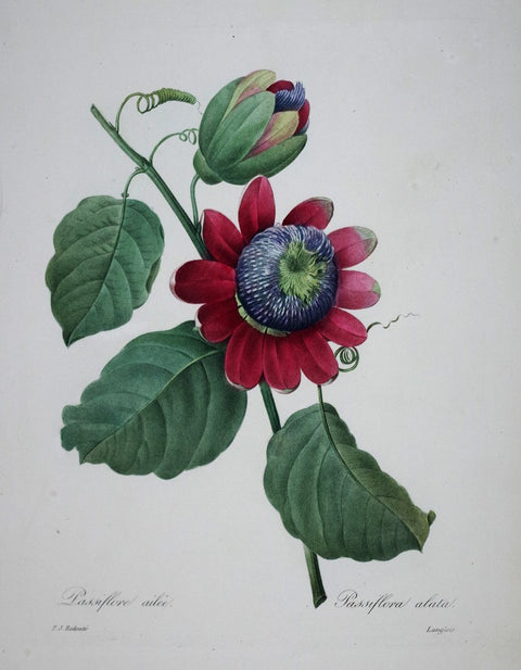 ﻿Pierre Joseph Redoute (1759-1840), Passiflora alata